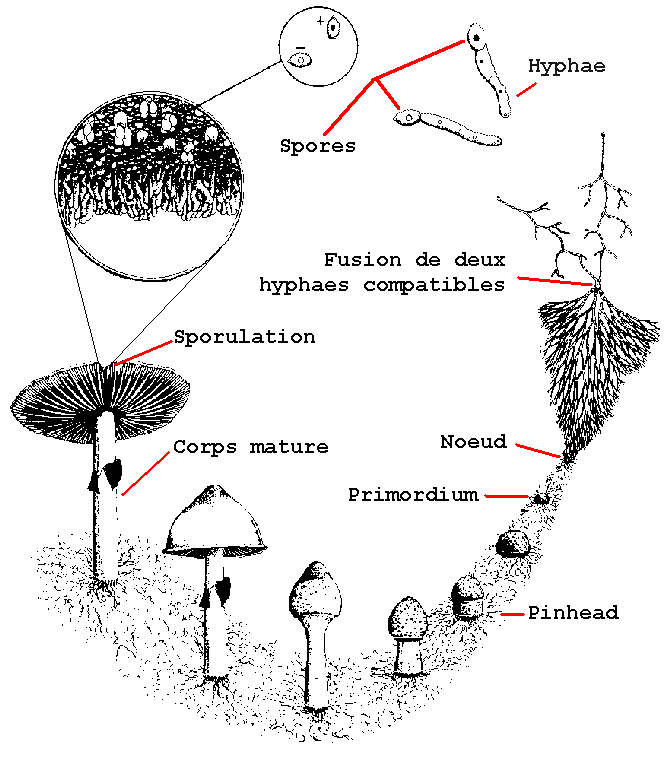 Sh�ma du cycle de vie du champignon