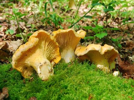 Cantharellus_cibarius