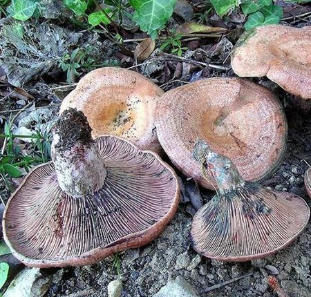 post_4257_1248202813