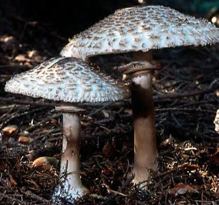 L_piote_d_guenill_e14