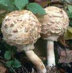 L_piote_d_guenill_e2