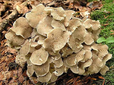 Polypore_en_ombelle14