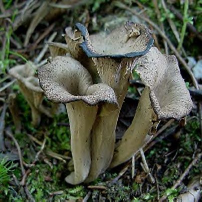 Trompette_des_morts6