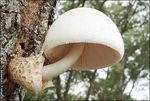 091112_white_mushroom_04
