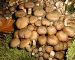 armillaria_mellea_ws