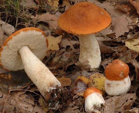 Leccinum_aurantiacum