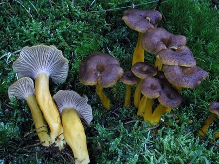 Chanterelle_en_entonnoir8