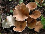 Clitocybe_en_entonnoir1