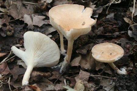 Clitocybe_gibba_060820w
