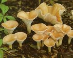 Clitocybe