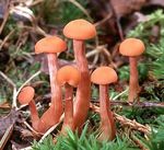 Laccaria_laccata_3_L1