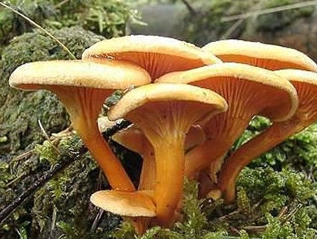Clitocybe_orang_4