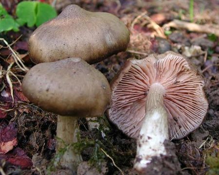 Entolome_en_bouclier4