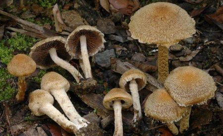 Psathyrella_lacrymabunda_1