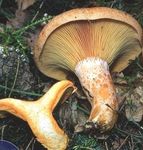 00235_Lactarius_deliciosus_pho_1
