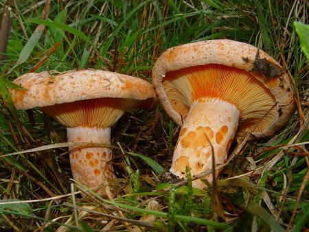 lactarius_deliciosus