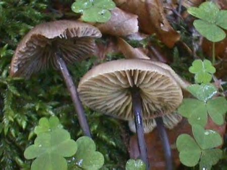 Marasme___odeur_d_ail3