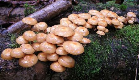 Pholiote_changeante11