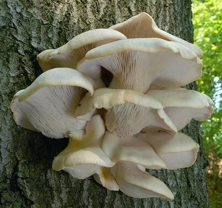 Pleurotus007