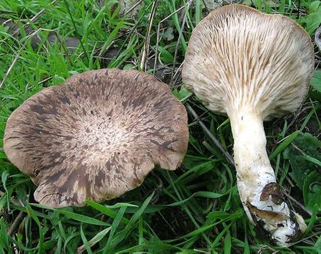 Pleurote_du_panicaut4