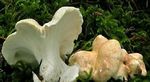 Polypore_des_brebis6