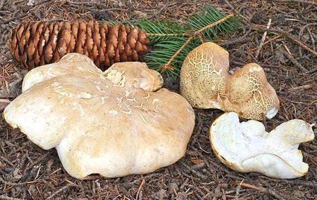 Polypore_des_brebis10