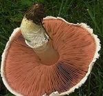 Psalliote_champ_tre6