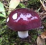 Russule_charbonni_re22