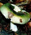 Russule_charbonni_re14