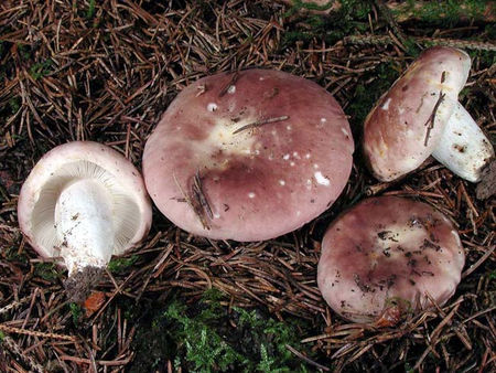 Russule_comestible11