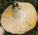 Russule_couleur_de_belette8