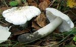 Tricholome_colombette10