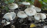 clitocybe_n_buleux1