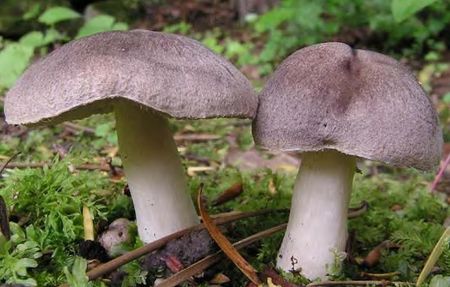 Tricholome_terreux11