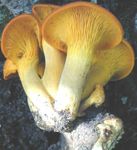 Clitocybe_de_l_olivier4