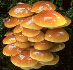 Collybie___ped_velout_