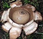 Geastrum_triplex3