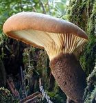 Paxille___pied_noir9