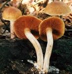 Pholiote_p_n_trante2