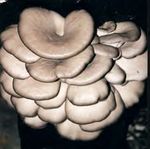 Pleurote_en_hu_tre16