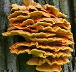 Polypore_soufr_6