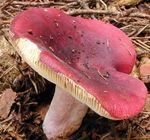 Russule_feuille_morte5