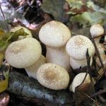 Vesse_de_loup_en_forme_de_poire2