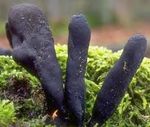 Xylaria_polymorpha4