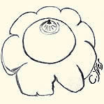 Champignons à réceptacle globuleux / sphériques, piriforme ou en étoile : Geastrum.