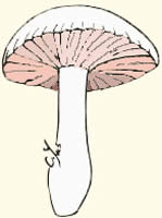 Champignons à Lames "vraies"