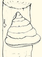 Champignons à réceptacle en console : Fomes fomentarius.