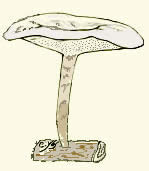 Champignons coriaces ou subéreux : Polyporus.