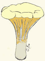 Champignons à Lames "fausses " Chanterelles.