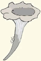 Champignons à Lames "fausses " Trompettes.